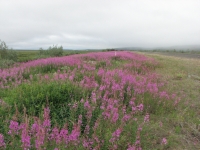 Pipeline covered with fireweed